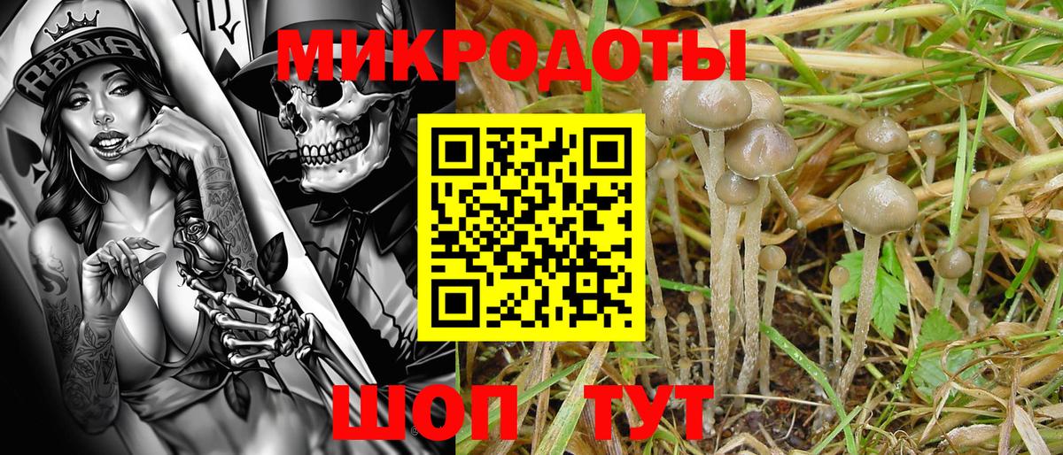 Псилоцибиновые грибы прущие грибы Муром